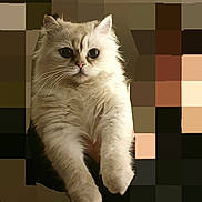 Sky a rejoint le concours — aidez-le/la à gagner de superbes lots ! adorable, animal, big_eyes, cat, closeup, curious, cute, digital_art_style, domestic_animal, feline, fluffy, hands_holding, indoor, mammal, pet, pixelated_background, portrait, soft_fur, whiskers, white_cat