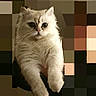adorable, animal, big_eyes, cat, closeup, curious, cute, digital_art_style, domestic_animal, feline, fluffy, hands_holding, indoor, mammal, pet, pixelated_background, portrait, soft_fur, whiskers, white_cat