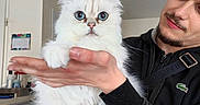 Sky a rejoint le concours — aidez-le/la à gagner de superbes lots ! black_jacket, blue_eyes, calendar, casual_clothing, cat, curly_hair, cute, domestic_animal, facial_hair, fluffy, furniture, hand, holding, home, indoor, kitchen, person, pet, white_cat, young_man