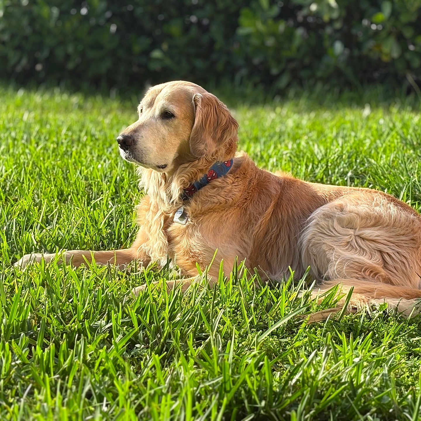 Lucas is registered to the contest to win money with this photo: animal, canine, collar, dog, domestic_animal, fur, golden_retriever, grass, greenery, laying, leafy_background, mammal, nature, outdoor, pet, relaxed, resting, summer, sunlight, sunny