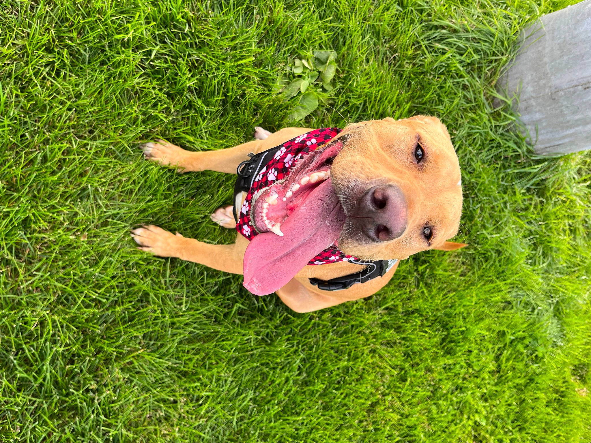 Finn is registered to the contest to win money with this photo: ball, canidae, carnivore, companion_dog, dog, dog_breed, fawn, grass, grassland, happy, lawn, leisure, people_in_nature, personal_protective_equipment, plant, snout, sporting_group, sports_toy, toy, working_animal