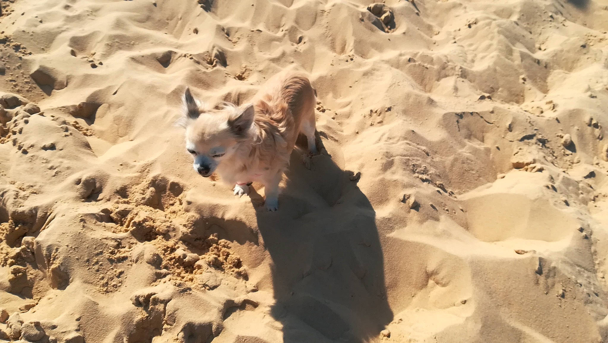 Helly a rejoint le concours — aidez-le/la à gagner de superbes lots ! canidae, carnivore, fawn, geological_phenomenon, sand