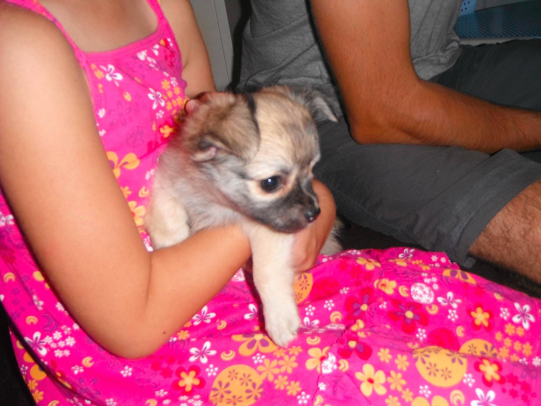 Helly a rejoint le concours — aidez-le/la à gagner de superbes lots ! canidae, carnivore, chihuahua, companion_dog, dog, dog_breed, fawn, mammal, pink, puppy, puppy_love, skin, sporting_group, tibetan_spaniel, toy_dog, vertebrate