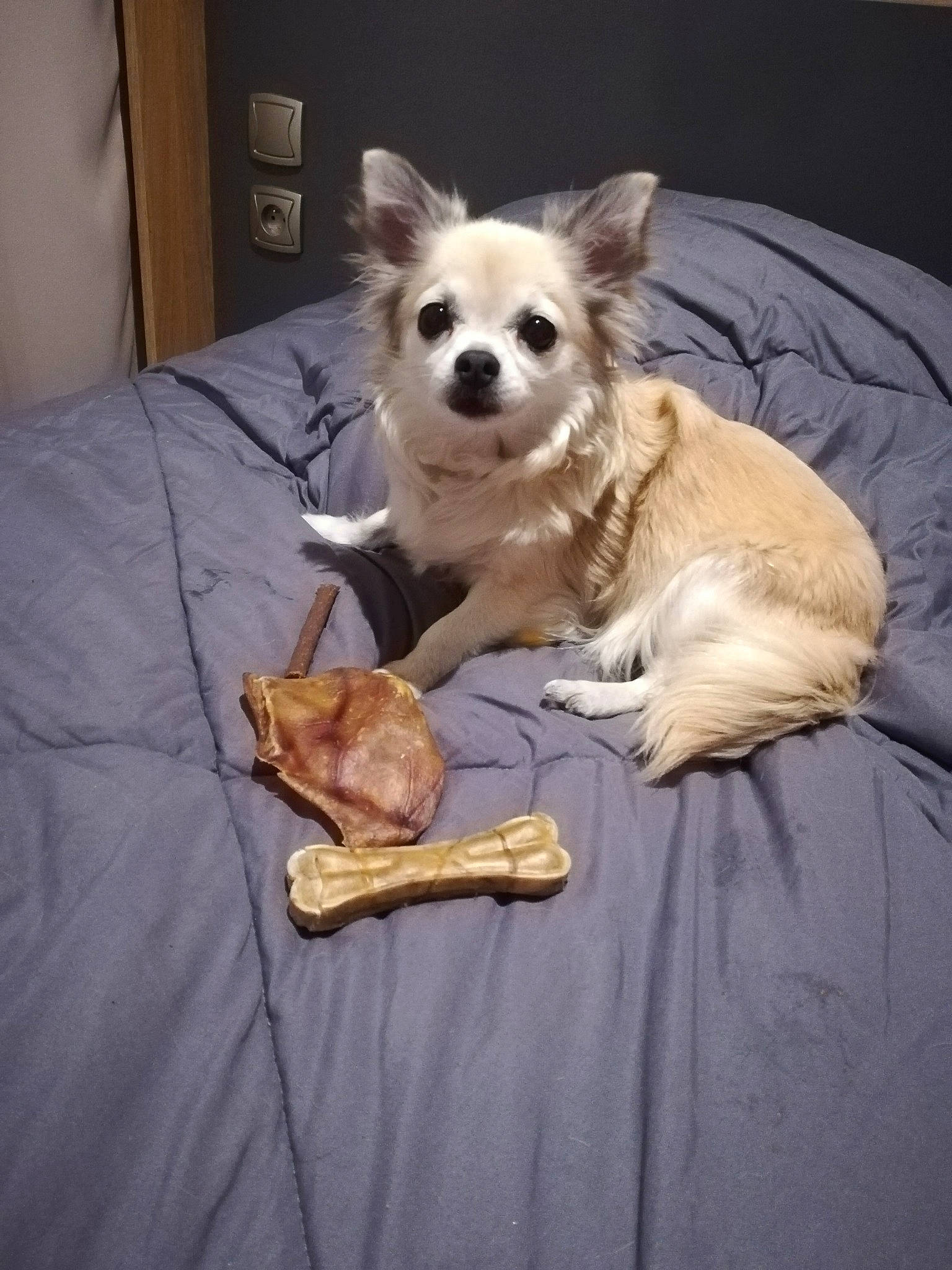 Helly a rejoint le concours — aidez-le/la à gagner de superbes lots ! ball, canidae, carnivore, comfort, companion_dog, dog, dog_breed, dog_supply, fawn, fur, german_spitz, pomeranian, snout, spitz, sporting_group, toy, toy_dog, whiskers, wood, working_animal