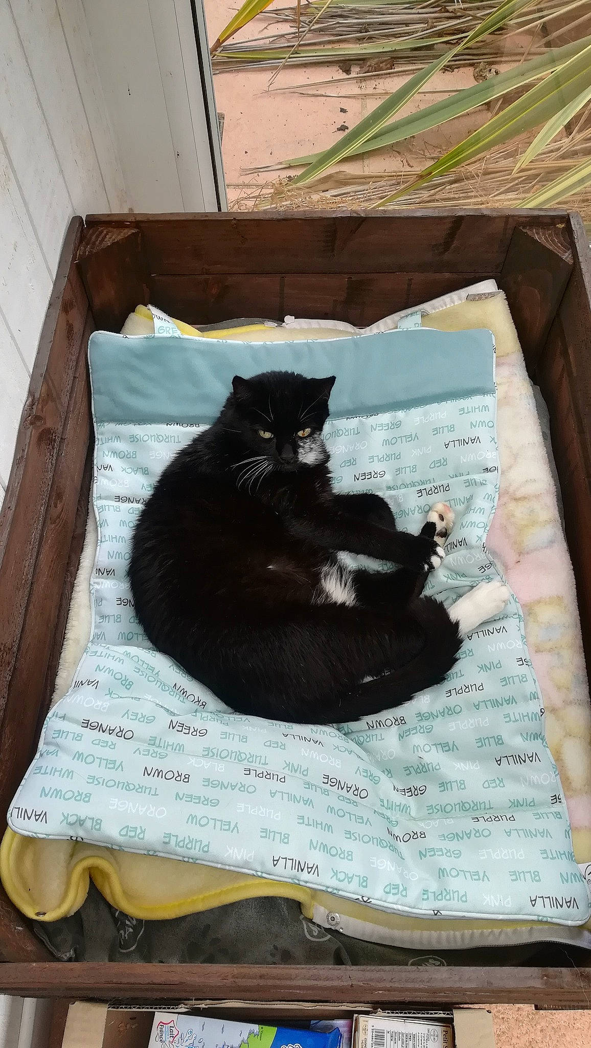 Domino participe au concours pour gagner de l'argent avec cette photo : black_cat, bombay, carnivore, cat, domestic_short_haired_cat, felidae, small_to_medium_sized_cats, whiskers