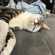 Valco participe au concours pour gagner de l'argent avec cette photo : animal, background, bag, cat, clutter, denim, domestic, face, floor, fur_pattern, indoor, lying_down, paws, pet, relaxed, soft_surface, tabby, whiskers, white_fur, yellow_eyes