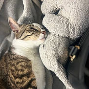 Valco participe au concours pour gagner de l'argent avec cette photo : cat, tabby, sleeping, stuffed_animal, plush, blanket, cozy, soft, fur, pet, indoor, closeup, resting, cute, whiskers, mammal, nap, domestic_animal, comfort, relaxation