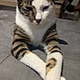 Valco participe au concours pour gagner de l'argent avec cette photo : cat, tabby, white, paws, crossed_legs, relaxed, indoor, gray_surface, feline, pet, animal, fur, whiskers, ears, face, resting, legs, sneakers, background, person