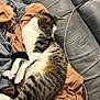 Valco participe au concours pour gagner de l'argent avec cette photo : animal, blanket, cat, comfort, couch, cozy, curled_up, fur, home, indoor, paws, pet, relaxed, resting, sleepy, soft, striped, tabby, tail, whiskers