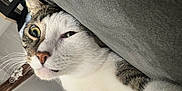 Valco participe au concours pour gagner de l'argent avec cette photo : animal, cat, closeup, couch, cozy, curious, domestic, eye, face, fur, furniture, indoor, nose, pet, relaxed, resting, soft, tabby, whiskers, white