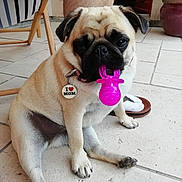 Pingguo a rejoint le concours — aidez-le/la à gagner de superbes lots ! pug, dog, pet, toy, pacifier, collar, tag, tile_floor, person_leg, sandal, sock, indoor, cute, sitting, animal, mammal, pet_accessory, close_up, playful, domestic_animal
