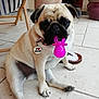 pug, dog, pet, toy, pacifier, collar, tag, tile_floor, person_leg, sandal, sock, indoor, cute, sitting, animal, mammal, pet_accessory, close_up, playful, domestic_animal