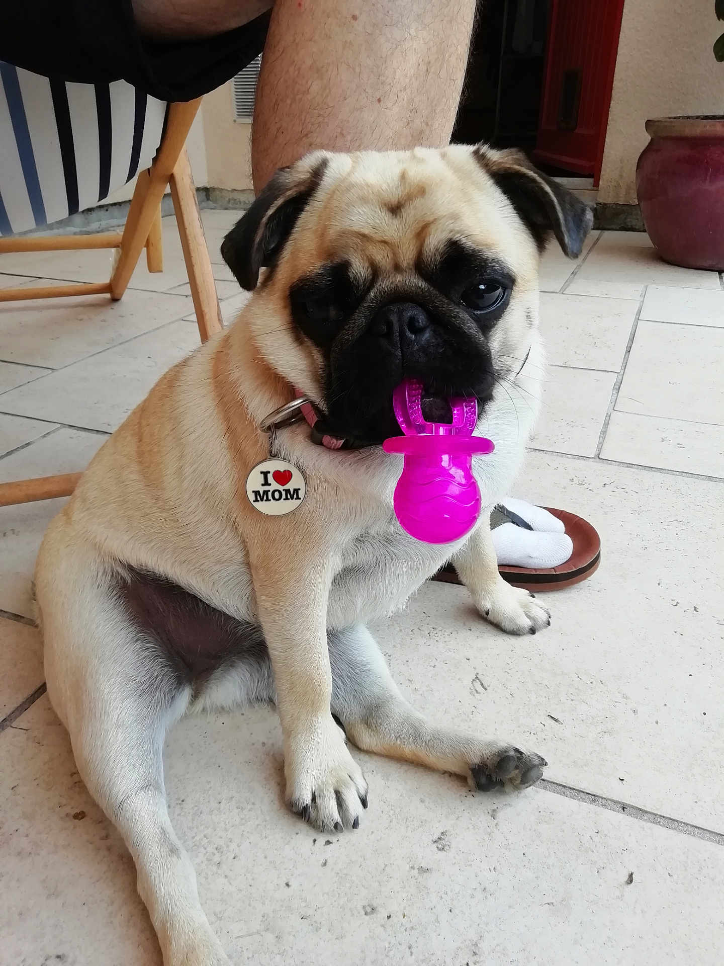 Pingguo a rejoint le concours — aidez-le/la à gagner de superbes lots ! pug, dog, pet, toy, pacifier, collar, tag, tile_floor, person_leg, sandal, sock, indoor, cute, sitting, animal, mammal, pet_accessory, close_up, playful, domestic_animal