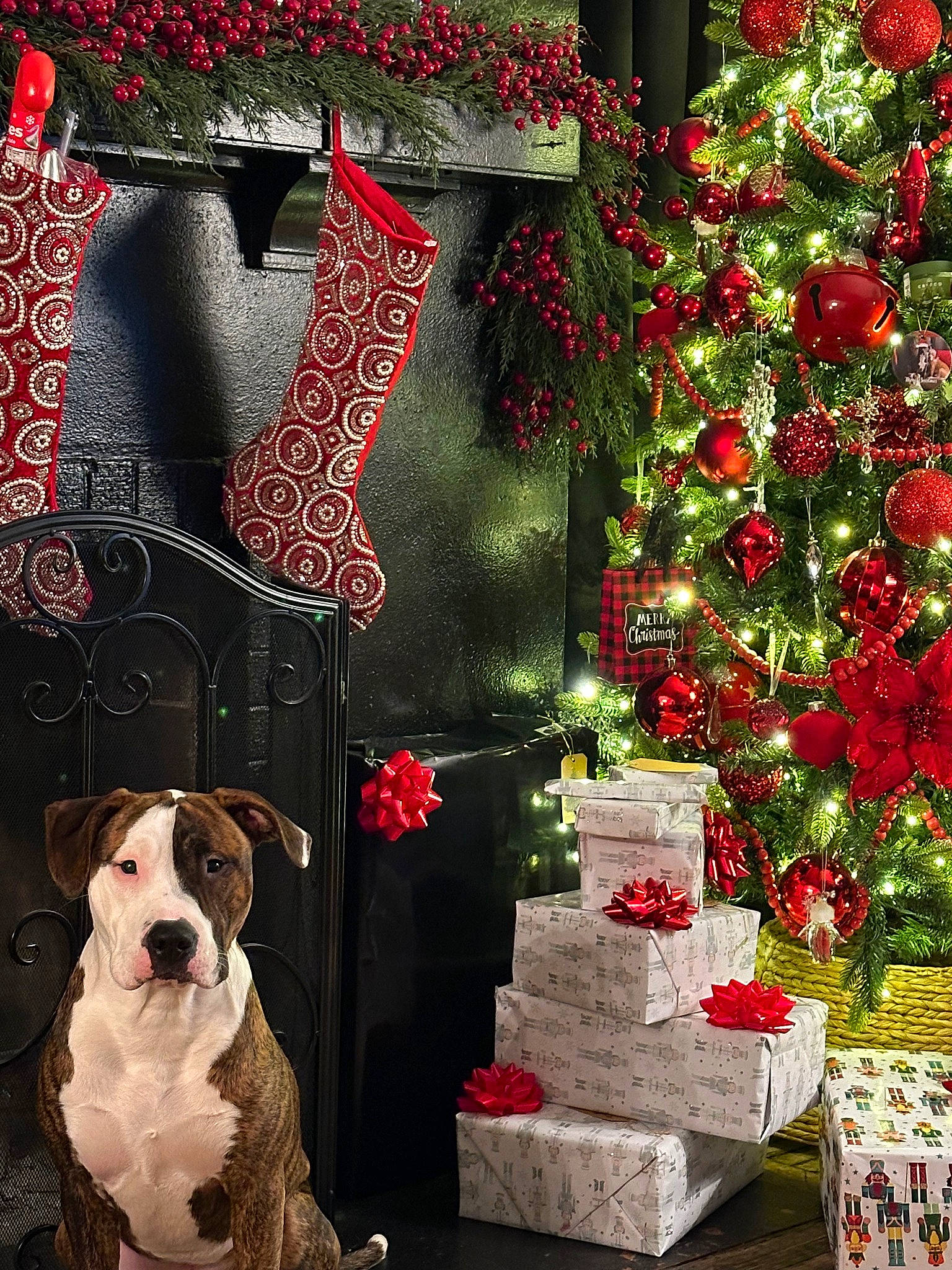 Basil joined the competition — help win amazing prizes! art, carnivore, christmas_decoration, christmas_ornament, christmas_tree, collar, companion_dog, dog, dog_breed, dog_collar, door, event, evergreen, fawn, floral_design, holiday_ornament, ornament, pattern, plant, tree