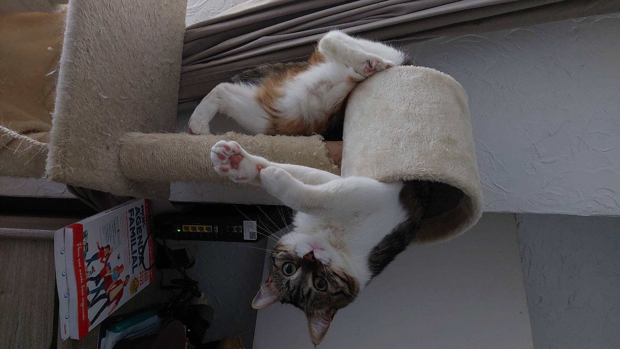 Lina a rejoint le concours — aidez-le/la à gagner de superbes lots ! animal_shelter, canidae, carnivore, cat, cat_supply, claw, comfort, domestic_short_haired_cat, fawn, felidae, fur, mammal, paw, pet_supply, small_to_medium_sized_cats, snout, sporting_group, tail, vertebrate, whiskers