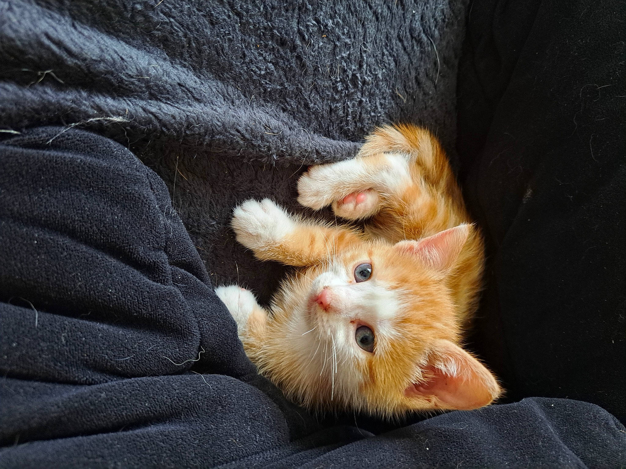 Nala