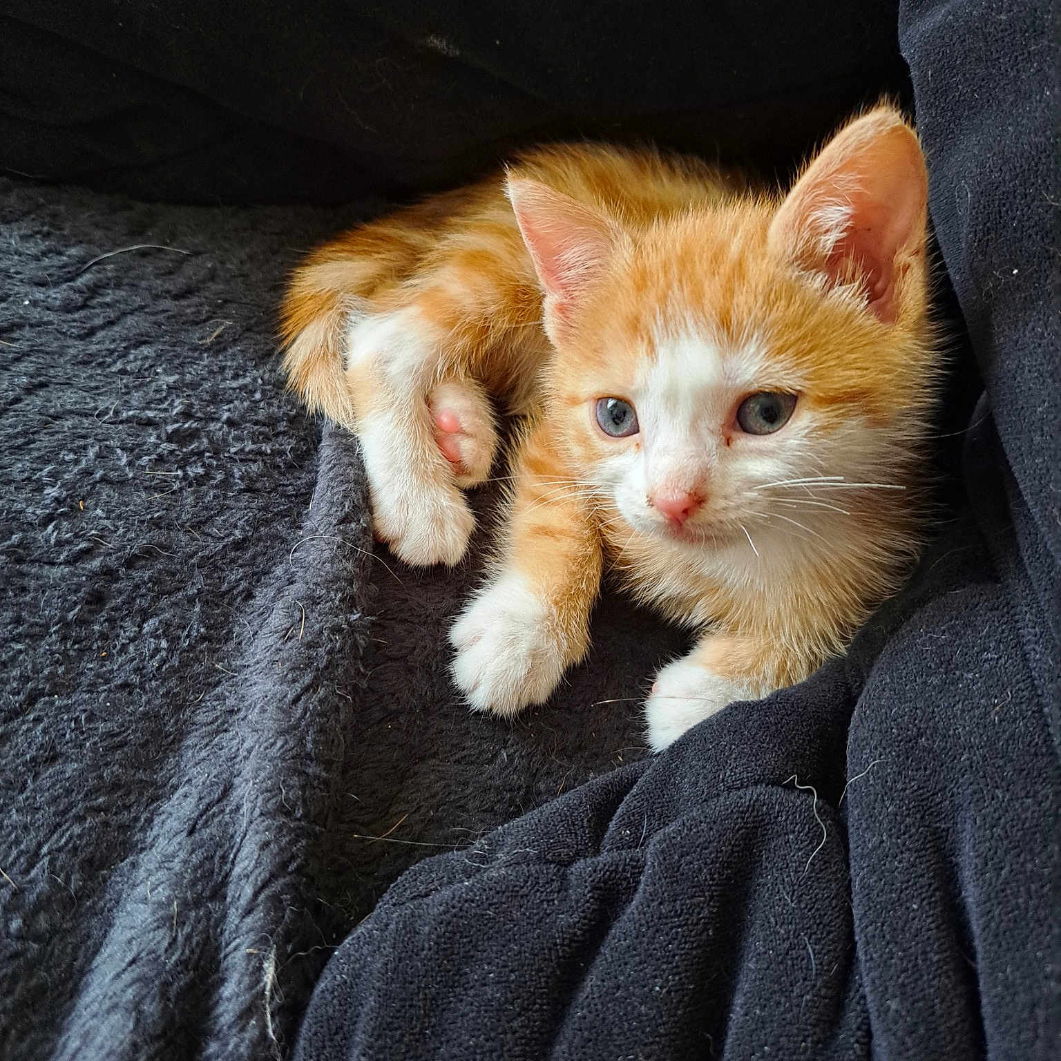 Nala