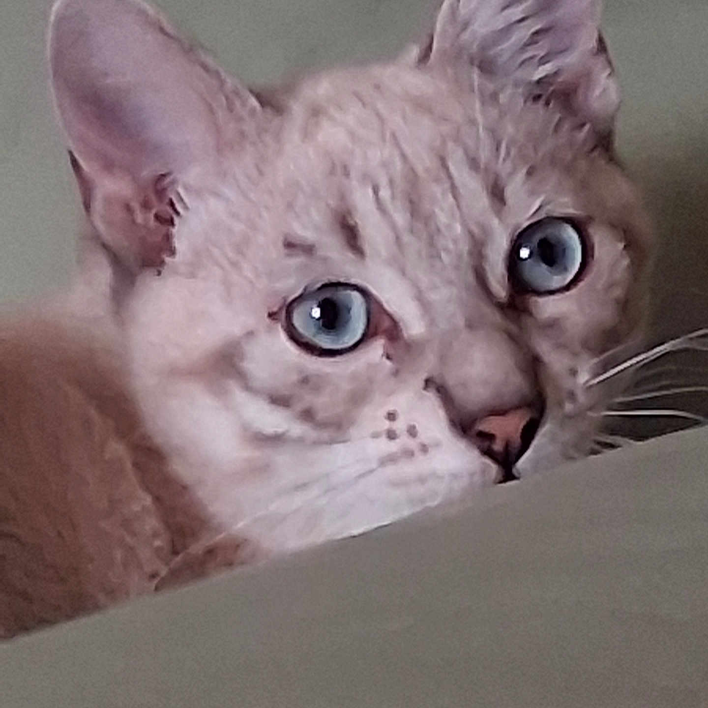 Baloo