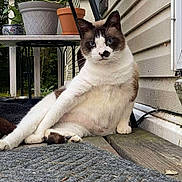 Batman is registered to the contest to win money with this photo: cat, animal, pet, blue_eyes, relaxed, outdoor, porch, wooden_floor, potted_plants, table, white_and_brown_fur, feline, close_up, sitting, looking_at_camera, curious, nature, daylight, house_wall, domestic_animal