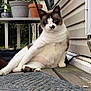 cat, animal, pet, blue_eyes, relaxed, outdoor, porch, wooden_floor, potted_plants, table, white_and_brown_fur, feline, close_up, sitting, looking_at_camera, curious, nature, daylight, house_wall, domestic_animal