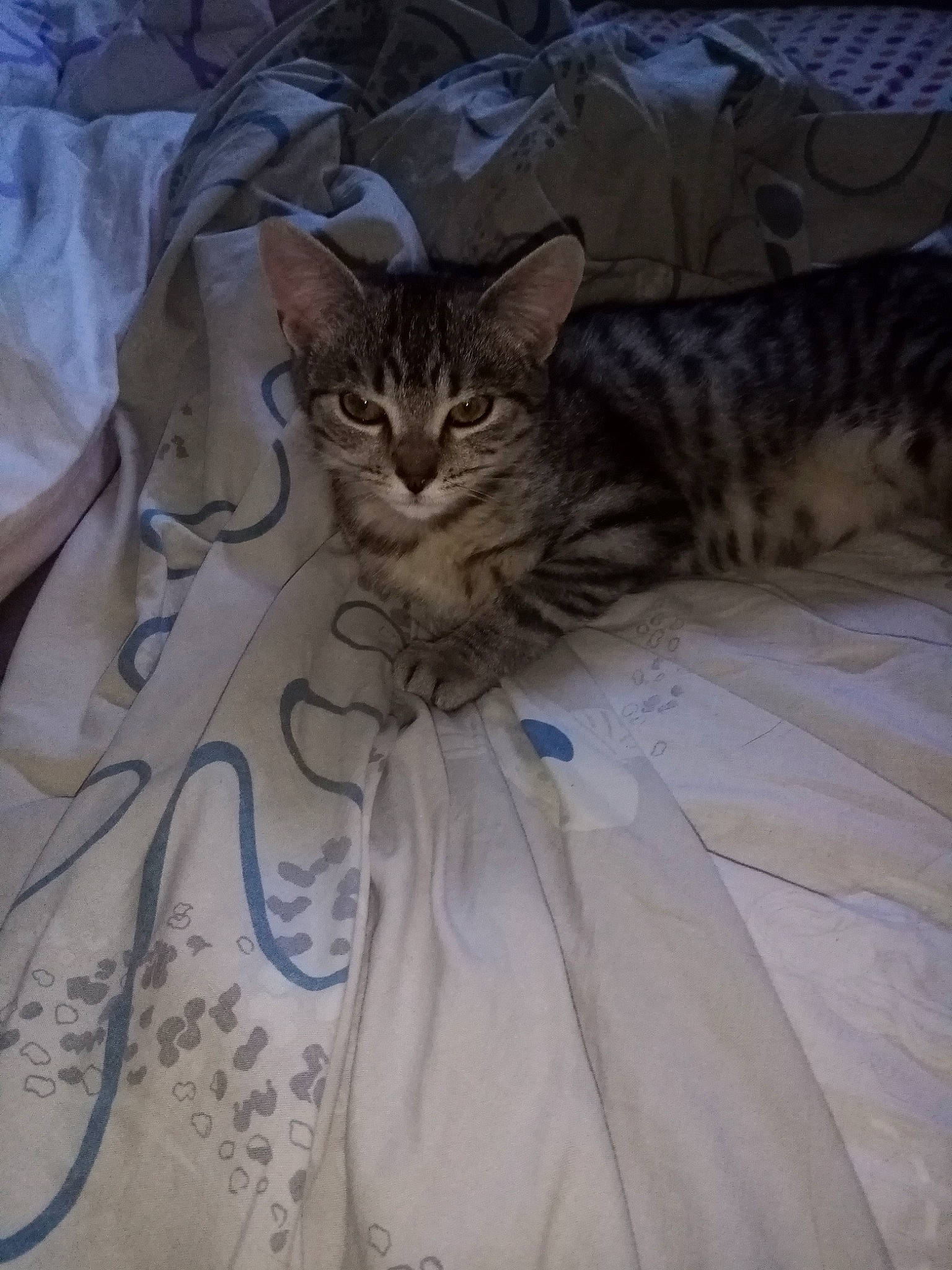 Casper participe au concours pour gagner de l'argent avec cette photo : bed, bed_sheet, bedding, carnivore, cat, claw, comfort, domestic_short_haired_cat, fawn, felidae, flooring, fur, grey, linens, sleeve, small_to_medium_sized_cats, tail, terrestrial_animal, tree, whiskers