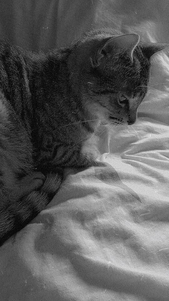 Casper a rejoint le concours — aidez-le/la à gagner de superbes lots ! bedding, black_cat, carnivore, cat, comfort, domestic_short_haired_cat, felidae, fur, grey, linens, monochrome, monochrome_photography, paw, sand, small_to_medium_sized_cats, tail, terrestrial_animal, tree, whiskers, wildlife