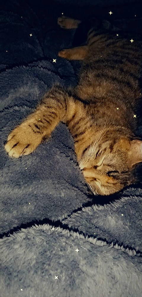 Manouche participe au concours pour gagner de l'argent avec cette photo : asphalt, bengal_tiger, big_cats, carnivore, cat, cloud, fawn, felidae, human_body, human_leg, mountain, road_surface, sky, small_to_medium_sized_cats, tail, terrestrial_animal, tiger, tints_and_shades, whiskers, wood