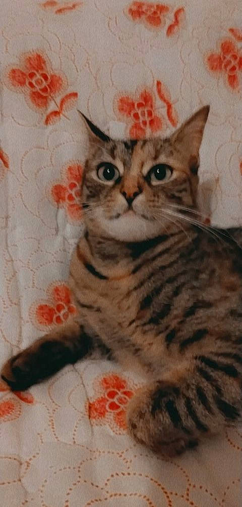 Manouche a rejoint le concours — aidez-le/la à gagner de superbes lots ! art, carnivore, cat, domestic_short_haired_cat, felidae, fur, pattern, paw, small_to_medium_sized_cats, snout, tail, terrestrial_animal, whiskers, window