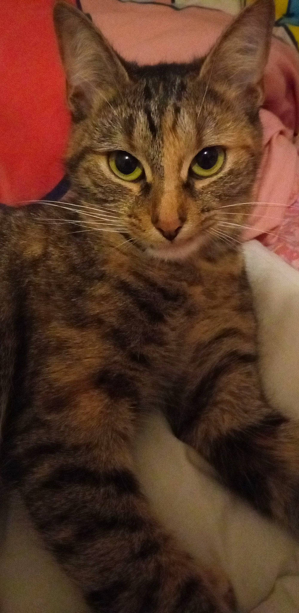 Manouche a rejoint le concours — aidez-le/la à gagner de superbes lots ! carnivore, cat, comfort, domestic_short_haired_cat, felidae, fur, head, small_to_medium_sized_cats, snout, terrestrial_animal, whiskers, wildlife