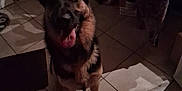 Tya a rejoint le concours — aidez-le/la à gagner de superbes lots ! animal, canine, companion, cute, dim_light, dog, domestic, ears, friend, fur, german_shepherd, household, indoor, looking_up, mammal, paw, pet, shadow, tile_floor, tongue_out