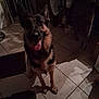 animal, canine, companion, cute, dim_light, dog, domestic, ears, friend, fur, german_shepherd, household, indoor, looking_up, mammal, paw, pet, shadow, tile_floor, tongue_out