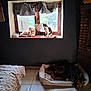 Tya participe au concours pour gagner de l'argent avec cette photo : animal, bed, blanket, canine, cat, cozy, curtains, dog, feline, heart_decoration, home, indoor, pet, quiet, relaxing, resting, sunlight, tile_floor, window, window_sill