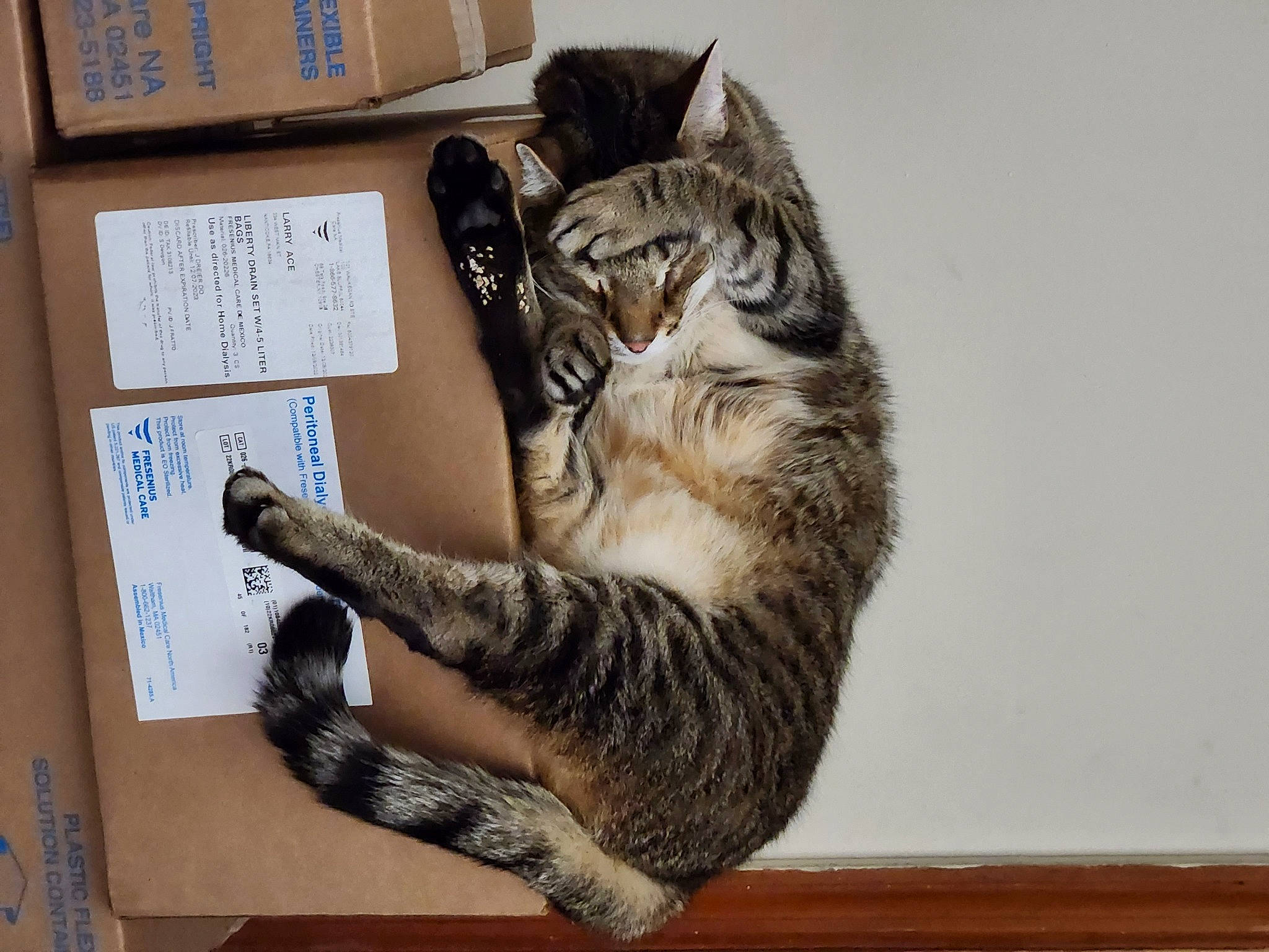 Franklin joined the competition — help win amazing prizes! box, carnivore, cat, claw, comfort, domestic_short_haired_cat, felidae, foot, fur, paw, shipping_box, small_to_medium_sized_cats, snout, tail, whiskers, wood