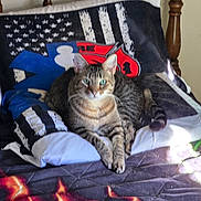 Franklin D'Cat is registered to the contest to win money with this photo: tabby_cat, cat, pet, feline, bed, pillow, quilt, indoor, resting, striped_fur, green_eyes, wooden_headboard, comfort, animal, furniture, cozy, household, relaxed, sunlight, domestic