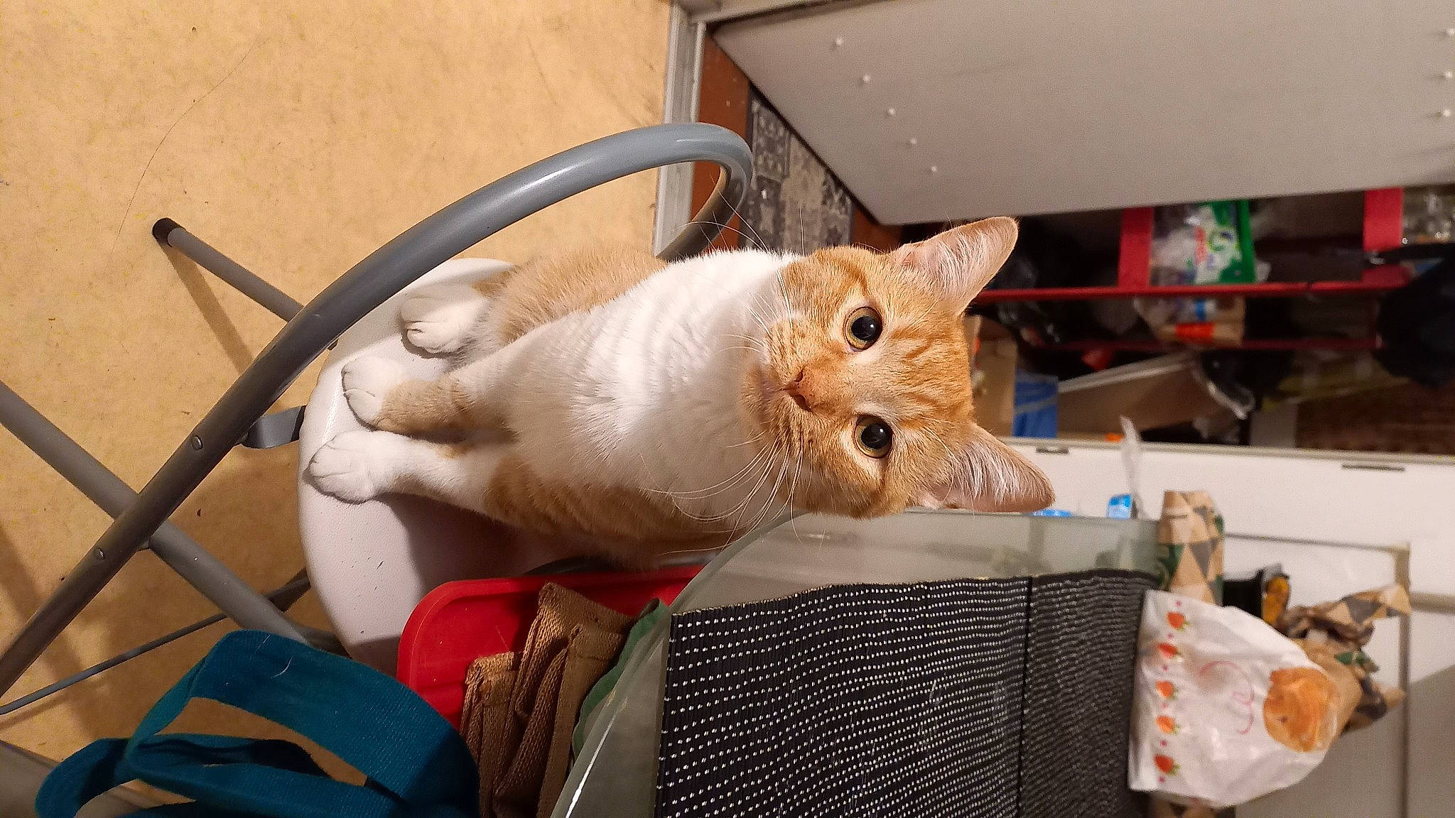 Jul a rejoint le concours — aidez-le/la à gagner de superbes lots ! animal_shelter, basket, carnivore, cat, domestic_short_haired_cat, fawn, felidae, fur, pet_supply, shelf, small_to_medium_sized_cats, snout, tail, thread, whiskers, wicker, wood