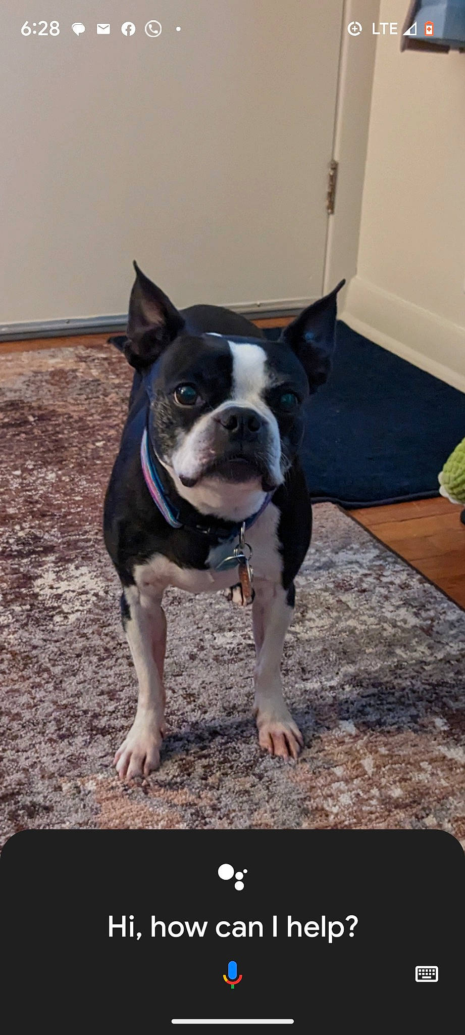 Megan is registered to the contest to win money with this photo: boston_terrier, bulldog, carnivore, collar, companion_dog, dog, dog_breed, dog_collar, fawn, flooring, french_bulldog, grass, non_sporting_group, snout, sporting_group, tail, terrestrial_animal, toy_dog, whiskers, working_animal
