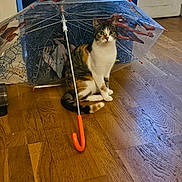 Rose participe au concours pour gagner de l'argent avec cette photo : cat, calico_cat, umbrella, spider_man, indoor, wooden_floor, orange_handle, pet, curious, sitting, feline, animal, domestic, floor, curtain, door, looking, wide_eyes, transparent, toy