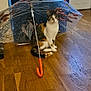 cat, calico_cat, umbrella, spider_man, indoor, wooden_floor, orange_handle, pet, curious, sitting, feline, animal, domestic, floor, curtain, door, looking, wide_eyes, transparent, toy