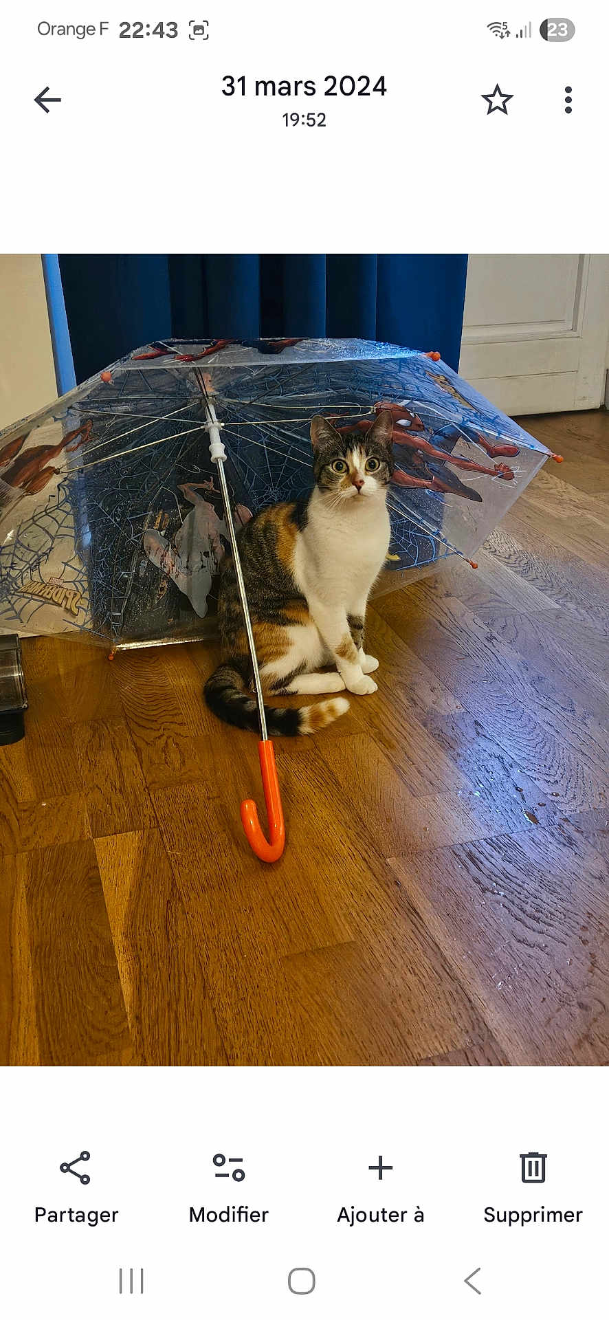 Rose participe au concours pour gagner de l'argent avec cette photo : cat, calico_cat, umbrella, spider_man, indoor, wooden_floor, orange_handle, pet, curious, sitting, feline, animal, domestic, floor, curtain, door, looking, wide_eyes, transparent, toy