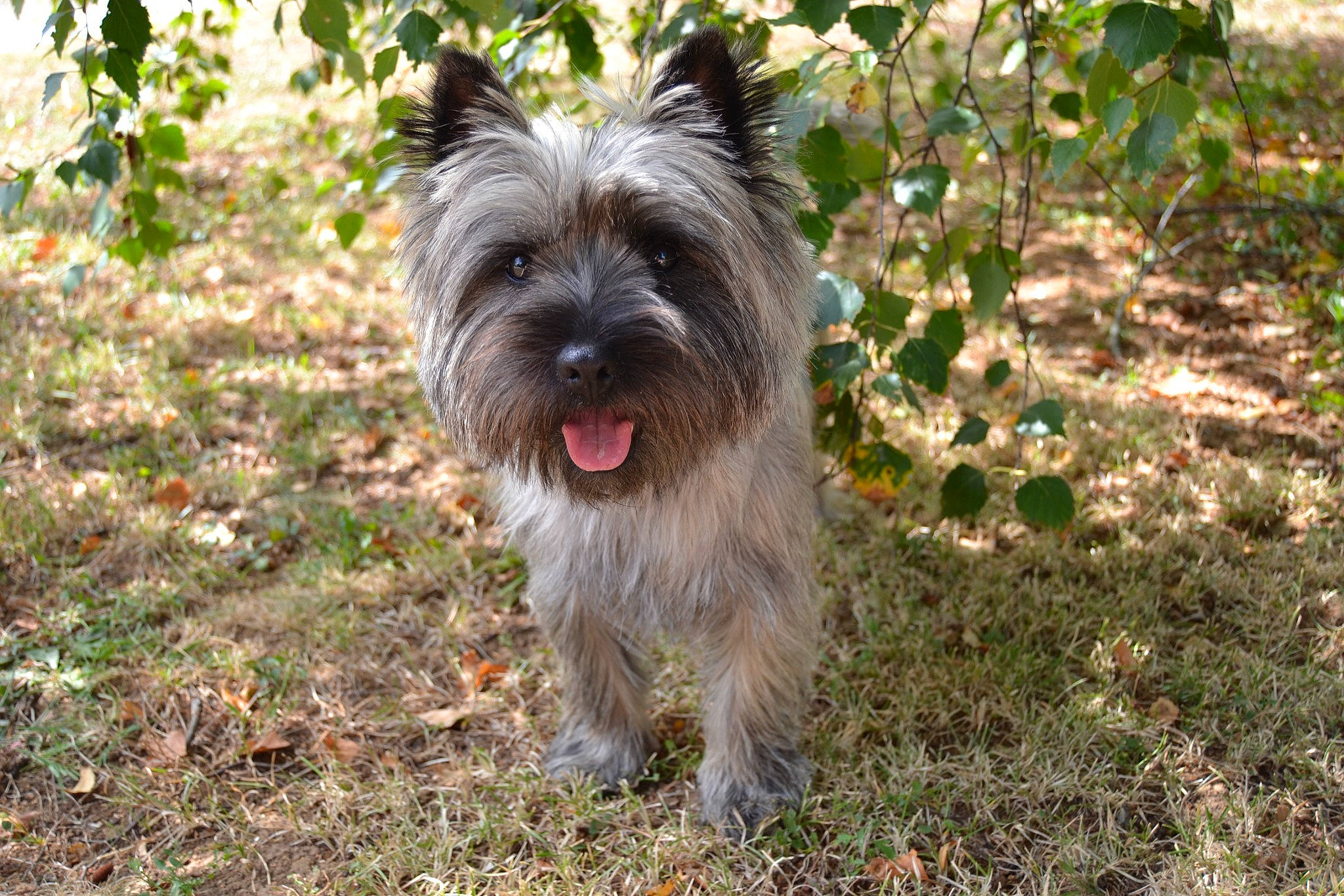 Popcorn a rejoint le concours — aidez-le/la à gagner de superbes lots ! biewer_terrier, canidae, carnivore, companion_dog, dog, dog_breed, dog_supply, fawn, grass, groundcover, liver, plant, small_terrier, snout, soil, terrestrial_animal, terrier, toy_dog, working_animal, yorkshire_terrier