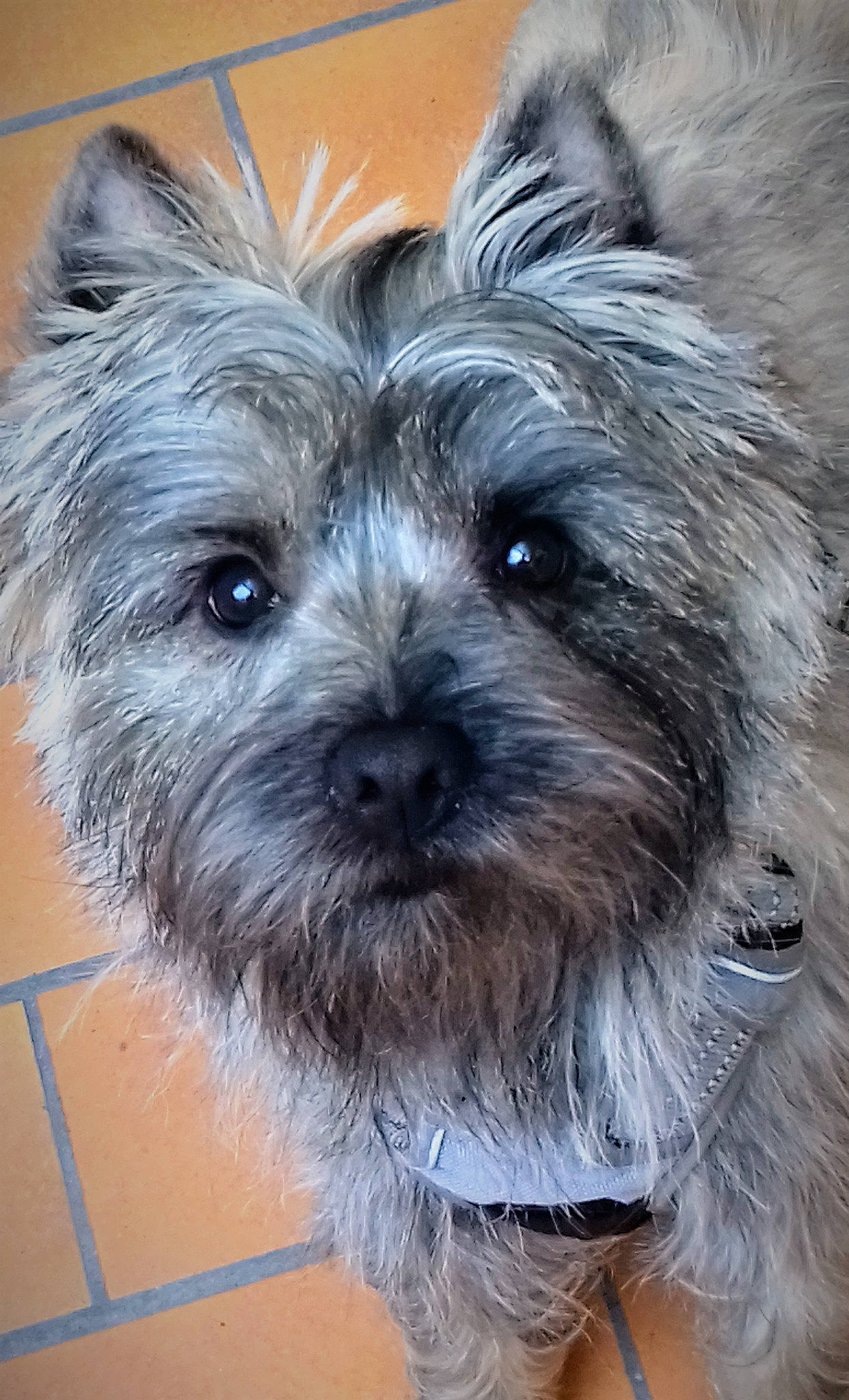 Popcorn a rejoint le concours — aidez-le/la à gagner de superbes lots ! biewer_terrier, canidae, carnivore, companion_dog, dog, dog_breed, dog_supply, fur, maltepoo, non_sporting_group, small_terrier, snout, sporting_group, terrestrial_animal, terrier, toy_dog, whiskers, working_animal, yorkipoo, yorkshire_terrier