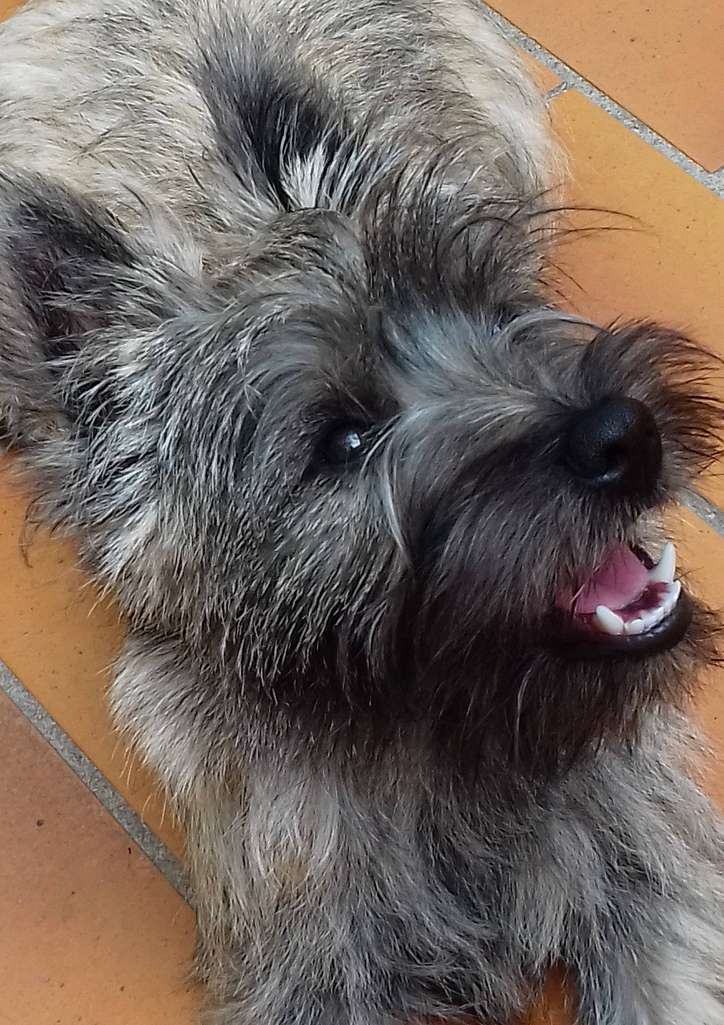 Popcorn a rejoint le concours — aidez-le/la à gagner de superbes lots ! biewer_terrier, canidae, carnivore, companion_dog, dog, dog_breed, ear, fur, liver, maltepoo, paw, small_terrier, snout, sporting_group, tail, terrestrial_animal, terrier, toy_dog, whiskers, working_animal