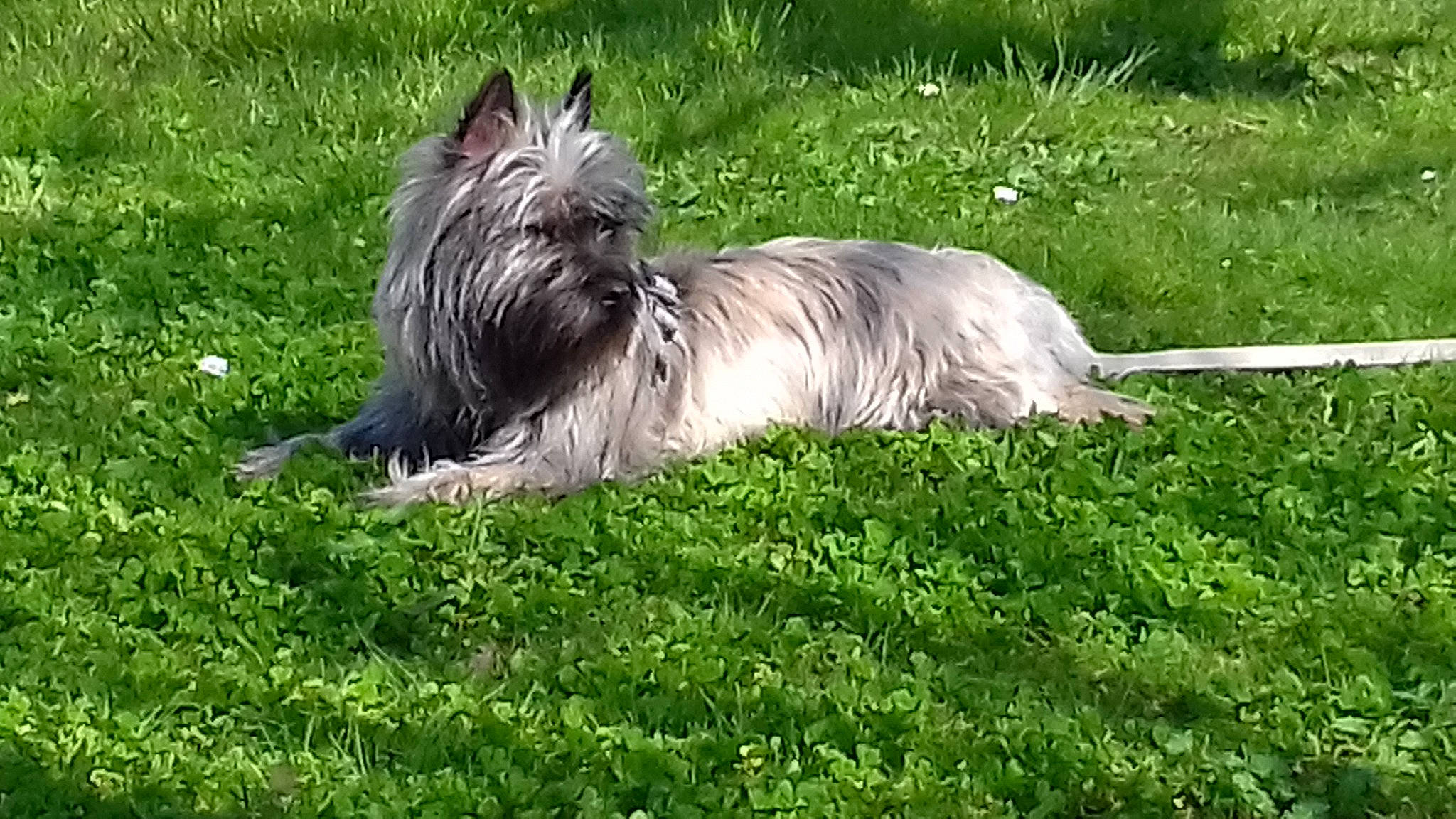 Popcorn a rejoint le concours — aidez-le/la à gagner de superbes lots ! canidae, carnivore, companion_dog, dog, dog_breed, fawn, grass, grassland, groundcover, liver, non_sporting_group, plant, small_terrier, snout, sporting_group, tail, terrestrial_animal, terrier, toy_dog, working_animal