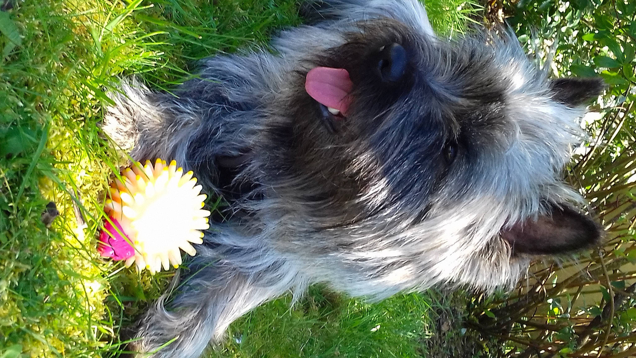 Popcorn a rejoint le concours — aidez-le/la à gagner de superbes lots ! beak, bird, botany, canidae, carnivore, companion_dog, dog_breed, emu, feather, flightless_bird, fur, galliformes, grass, greater_rhea, nature, primate, ratite, tail, terrestrial_animal, whiskers