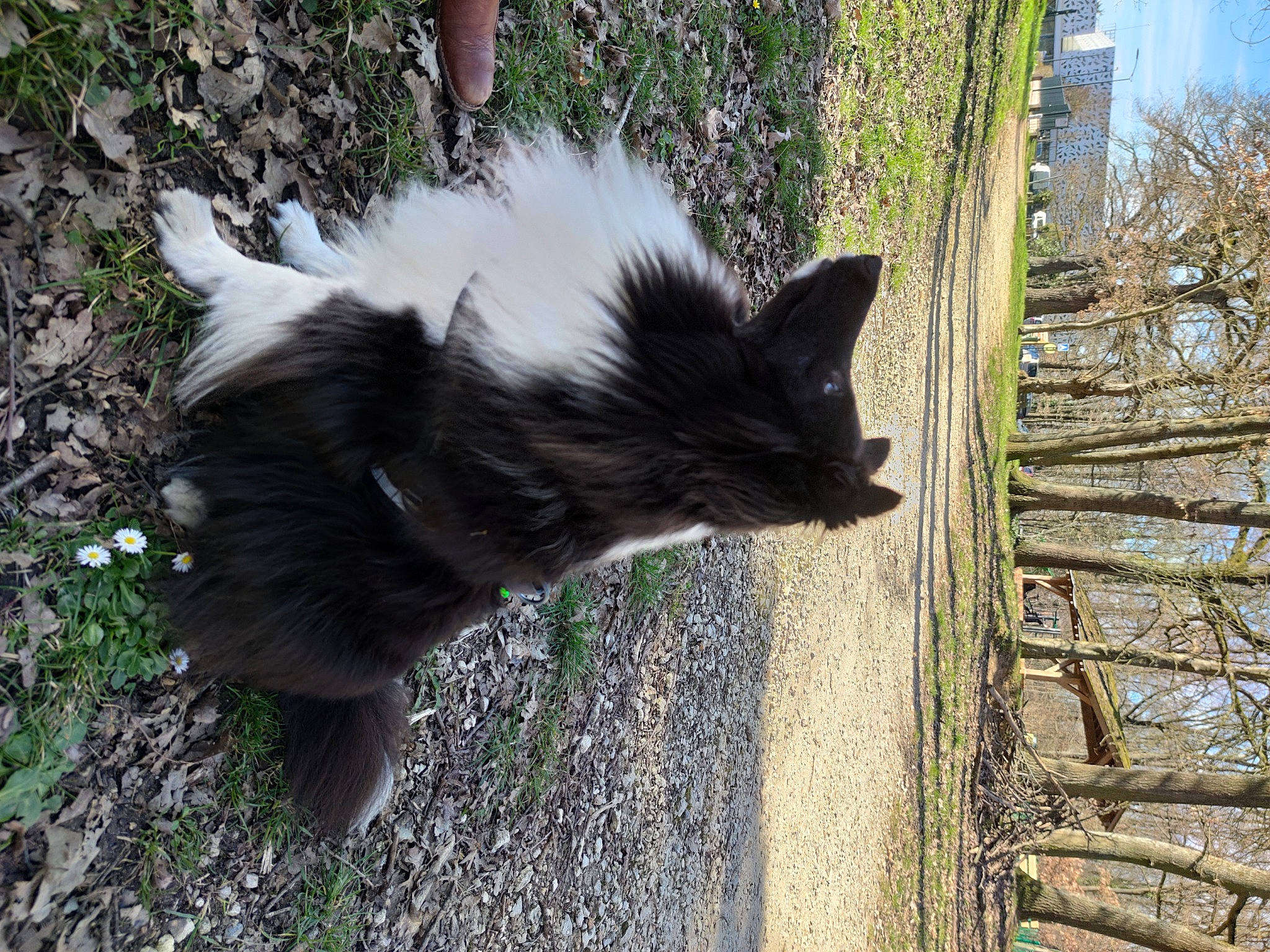 Looping participe au concours pour gagner de l'argent avec cette photo : canidae, carnivore, dog_breed, fur, grass, plant, shadow, tail, terrestrial_animal, tree, twig, wood