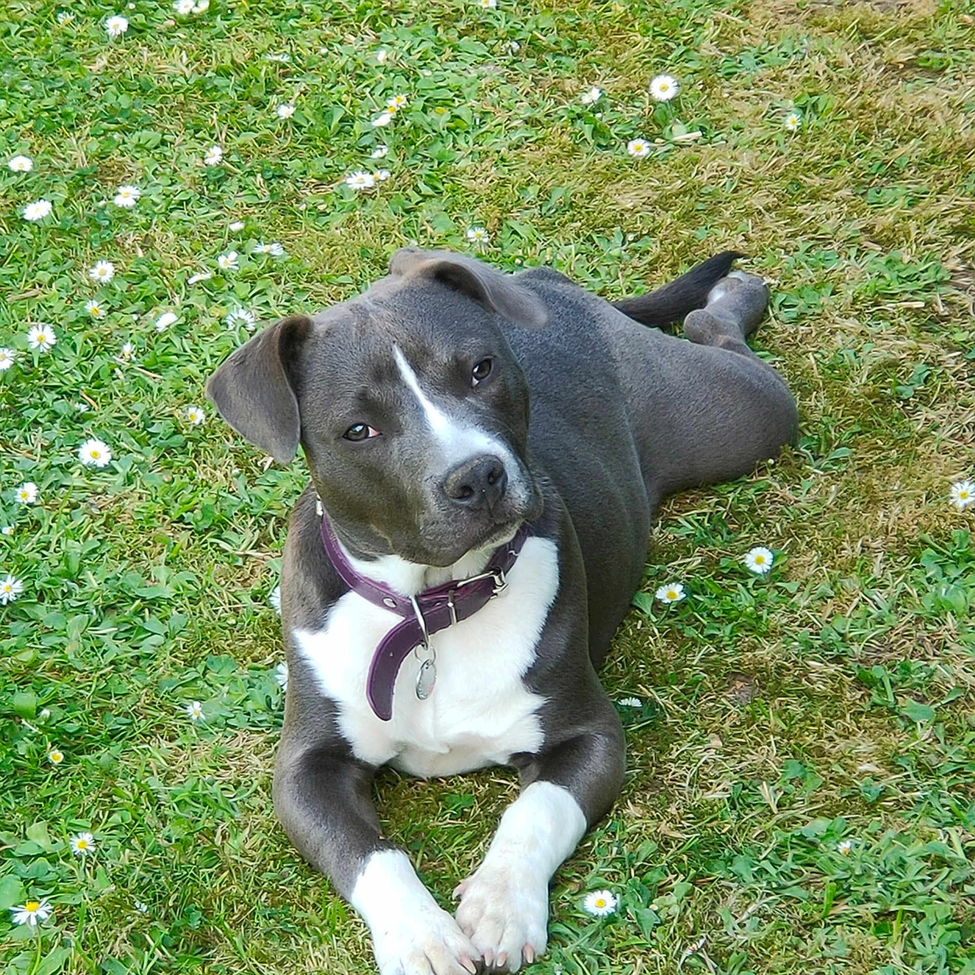 Vegas participe au concours pour gagner de l'argent avec cette photo : animal, canine, collar, cute, daylight, dog, ears, flower, fur, grass, greenery, laying_down, nature, outdoor, pet, portrait, relaxed, snout, summer, white_paws