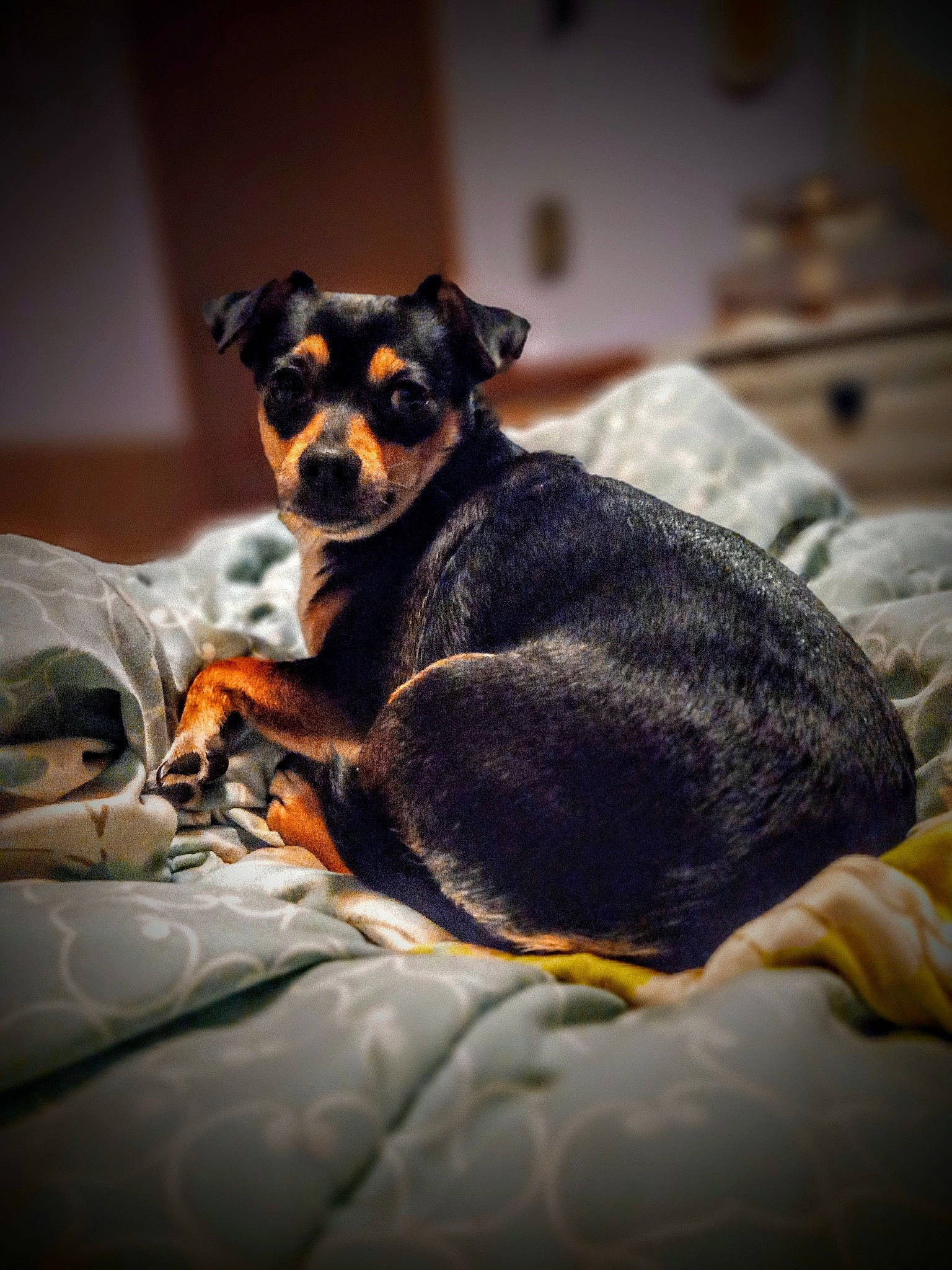 Opal is registered to the contest to win money with this photo: canidae, carnivore, comfort, companion_dog, darkness, dog, dog_breed, fawn, fur, grey, guard_dog, paw, prazsky_krysarik, puppy, snout, sporting_group, toy_dog, whiskers, working_dog