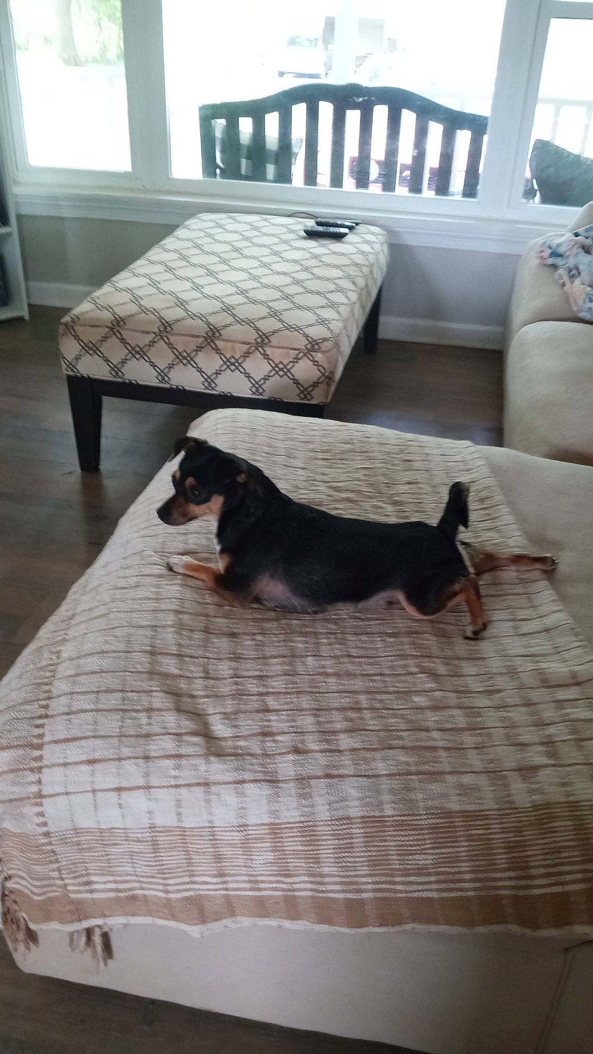 Opal joined the competition — help win amazing prizes! canidae, carnivore, chair, comfort, companion_dog, couch, dog, dog_breed, floor, flooring, hardwood, interior_design, living_room, room, sporting_group, studio_couch, window, wood, wood_flooring, working_animal