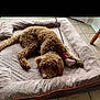 Kramer is registered to the contest to win money with this photo: animal, bed, brown_dog, companion, cozy, curly_fur, cute, dog, dog_bed, domestic_animal, fur, indoor, lying_down, paw, pet, relaxed, resting, stuffed_toy, tile_floor, toy_pig