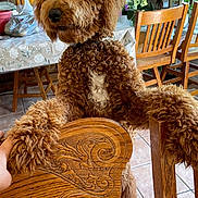 Kramer is registered to the contest to win money with this photo: brown_fur, companion, curly_coat, curly_fur, decor, dining_room, dog, domestic, friendly, furniture, hand, home, indoor, natural_light, pet, plants, table, tile_floor, window, wooden_chair